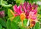 Close up Honeysuckle flowers with impressive bicolor blooms of pink and white. Lonicera periclymenum flowers.