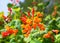 Close up Honeysuckle with two-lipped, tubular scarlet-orange flowers. Lonicera sempervirens  flowers, common names coral honeysuck