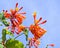 Close up Honeysuckle with two-lipped, tubular scarlet-orange flowers. Lonicera sempervirens  flowers, common names coral honeysuck