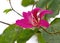 Close up Hong Kong Orchid Flower or Bauhinia Ã— blakeana Isolated on Nature Background