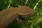 Close up of the Hong kong warty newt, Paramesotriton hongkongensis