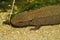 Close up of a Hongkong warty newt, Paramesotriton hongkongensis