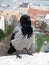 Close up of a hooded crow perched on a wall overlooking the city of budapest