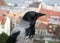 Close up of a hooded crow perched on a wall overlooking the city of budapest