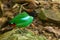 Close up Hooded Pitta