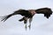 Close up of a Hooded Vulture