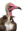 Close-up of a Hooded vulture - Necrosyrtes monachus