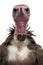 Close-up of a Hooded vulture - Necrosyrtes monachus