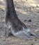 Close up hoof reindeer, front view