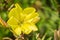 Close up of Hooker`s evening primrose Oenothera elata wildflower