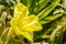 Close up of Hooker`s evening primrose Oenothera elata wildflower blooming on the Pacific Ocean coastline, California