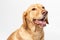 Close up horisontal studio portrait of a smiling retriever labrador on a white background