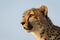 A close up horizontal portrait of a cheetah looking into the sun in Kruger Park South Africa