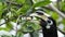 Close up of a Horn bill eating Noni fruit, a cancer curing fruit in Singapore Park