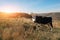 Close-up horned black and white cow on the autumn glade turend head and looking somewhere on the sideway