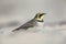 A close-up of a horned lark Eremophila alpestris foraging on the beach of Heligoland.