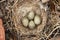 Close-up of a Horned Lark (or shore lark) nest