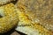 Close up Horned Lizard skin for texture and animal skin