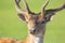 Close up horned young deer buck portrait with green blurry background