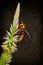 Close up hornet on Celosia argentea flower