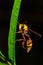 Close up hornet on green leaf