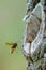 Close up of a Hornet landing at his nest in a hole in a tree trunk