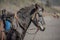 Close up Horse from Bromo Mountain Java ,Indonesia.