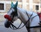 Close-up of horse with carriage for tourists