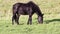 Close-up of a horse eating juicy green grass in the meadow. The horse grazes in the summer