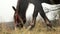 Close up of a horse eating and it's head. Brown with white spots horse eating green grass in pasture.