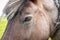 Close up horse eye head manes