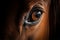 Close up of horse eye with long lashes of brown stallion. Generative AI