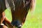 Close up of a horse grazing in the outback in summer