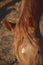 Close-up of a horse head. Carmona. Seville