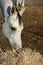 Close-up of a horse head. Carmona. Seville