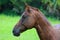 Close Up Of Horse Head Chewing Grass