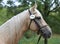 Close up of a horse head portrait on breeding test outdoors