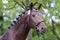 Close up of a horse head portrait on breeding test outdoors