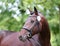 Close up of a horse head portrait on breeding test outdoors