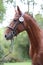 Close up of a horse head portrait on breeding test outdoors