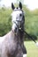 Close up of a horse head portrait on breeding test outdoors