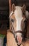 Close up of horse head , stallion horse breed haflinger