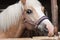 Close up of horse head , stallion horse breed haflinger