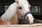 Close up of horse head , stallion horse breed haflinger