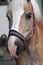 Close up of horse head , stallion horse breed haflinger