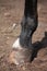 Close up of horse hoof standing on the ground