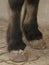 Close up of horse hoofs