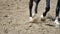 Close up of the horse hooves in motion. slow motion