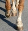 Close up Horse hooves trotting