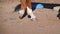 Close up horse hooves walking around the pen. Slow motion